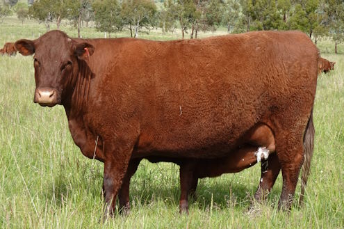 Rd 318 & her 5th calf